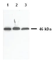 Western blot - Anti-NAPE-PLD antibody (AB95397)