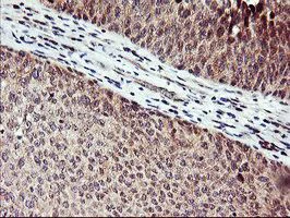 Immunohistochemistry (Formalin/PFA-fixed paraffin-embedded sections) - Anti-NAPE-PLD antibody [OTI3D5] (AB119259)