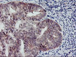 Immunohistochemistry (Formalin/PFA-fixed paraffin-embedded sections) - Anti-NAPE-PLD antibody [OTI3D5] (AB119259)