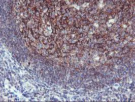 Immunohistochemistry (Formalin/PFA-fixed paraffin-embedded sections) - Anti-NAPE-PLD antibody [OTI3D5] (AB119259)