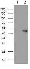 Western blot - Anti-NAPE-PLD antibody [OTI3D5] (AB119259)