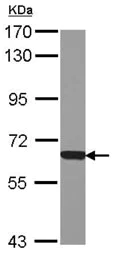 Western blot - Anti-NAPRT1 antibody (AB127699)