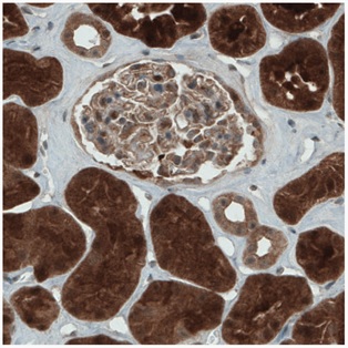 Immunohistochemistry (Formalin/PFA-fixed paraffin-embedded sections) - Anti-NAPRT1 antibody [CL0366] (AB212028)