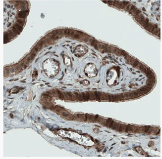 Immunohistochemistry (Formalin/PFA-fixed paraffin-embedded sections) - Anti-NAPRT1 antibody [CL0366] (AB212028)