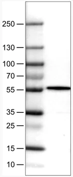 Western blot - Anti-NAPRT1 antibody [CL0366] (AB212028)