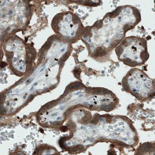 Immunohistochemistry (Formalin/PFA-fixed paraffin-embedded sections) - Anti-NAPRT1 antibody [CL0665] (AB211529), expandable thumbnail