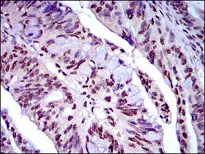 Immunohistochemistry (Formalin/PFA-fixed paraffin-embedded sections) - Anti-NAPSIN A antibody [10C4B8] (AB175426)