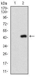 Western blot - Anti-NAPSIN A antibody [10C4B8] (AB175426)