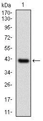 Western blot - Anti-NAPSIN A antibody [10C4B8] (AB175426)