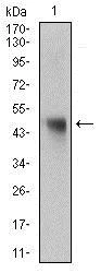 Western blot - Anti-NAPSIN A antibody [10C4B8] (AB175426)