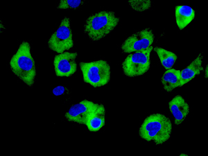 Immunocytochemistry/ Immunofluorescence - Anti-NAPSIN A antibody [EPR10713(B)] (AB166619)