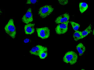 Immunocytochemistry/ Immunofluorescence - Anti-NAPSIN A antibody [EPR10713(B)] - BSA and Azide free (AB249358)