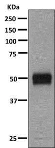 Western blot - Anti-NAPSIN A antibody [EPR10713(B)] - BSA and Azide free (AB249358)
