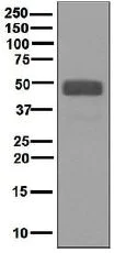 Western blot - Anti-NAPSIN A antibody [EPR6252] - BSA and Azide free (AB248424)