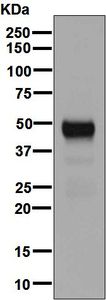 Western blot - Anti-NAPSIN A antibody [EPR6257] - BSA and Azide free (AB248340), expandable thumbnail