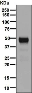Western blot - Anti-NAPSIN A antibody [EPR6257] - BSA and Azide free (AB248340)