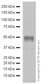 Western blot - Anti-NAPSIN A antibody [EPR6257] - BSA and Azide free (AB248340), expandable thumbnail