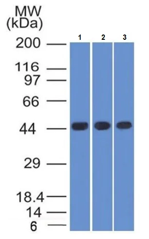 Western blot - Anti-NAPSIN A antibody [NAPSA/1238] (AB234002)