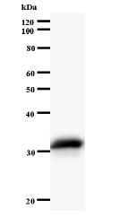 Western blot - Anti-NARG1 antibody [434C2a] (AB60065)