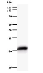 Western blot - Anti-NARG1 antibody [434C2a] (AB60065)