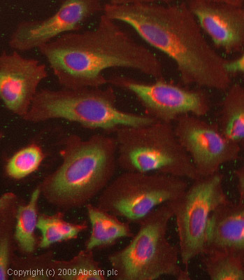 Immunocytochemistry/ Immunofluorescence - Anti-NARG1 antibody (AB65107), expandable thumbnail