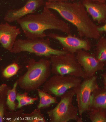 Immunocytochemistry/ Immunofluorescence - Anti-NARG1 antibody (AB65107)