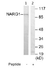 Western blot - Anti-NARG1 antibody (AB65107), expandable thumbnail