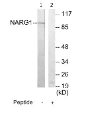 Western blot - Anti-NARG1 antibody (AB65107)