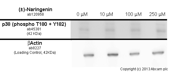Functional Studies - (±)-Naringenin, Antioxidant (AB120958), expandable thumbnail