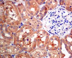 Immunohistochemistry (Formalin/PFA-fixed paraffin-embedded sections) - Anti-NARS antibody [EPR8221] (AB129162)