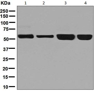 Western blot - Anti-NARS antibody [EPR8221] - BSA and Azide free (AB248320), expandable thumbnail