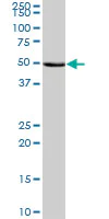 Western blot - Anti-NARS2 antibody (AB69470)