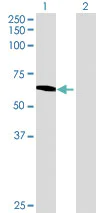 Western blot - Anti-NARS2 antibody (AB69470)