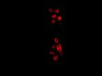 Immunocytochemistry/ Immunofluorescence - Anti-NASP antibody [EPR12827] (AB181169)