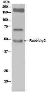 Immunoprecipitation - Anti-NASP antibody [EPR12827] (AB181169)