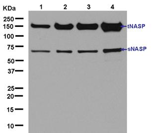Western blot - Anti-NASP antibody [EPR12827] (AB181169)