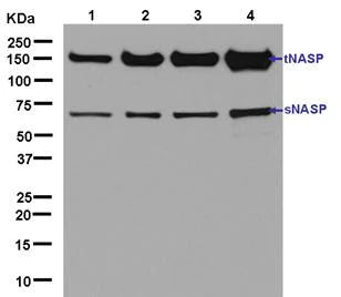Western blot - Anti-NASP antibody [EPR12827] - BSA and Azide free (AB250395)