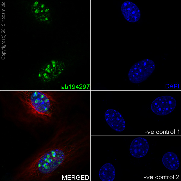 Immunocytochemistry/ Immunofluorescence - Anti-NAT10 antibody [EPR18663] - BSA and Azide free (ab251186), expandable thumbnail