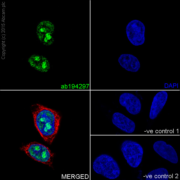 Immunocytochemistry/ Immunofluorescence - Anti-NAT10 antibody [EPR18663] - BSA and Azide free (AB251186), expandable thumbnail