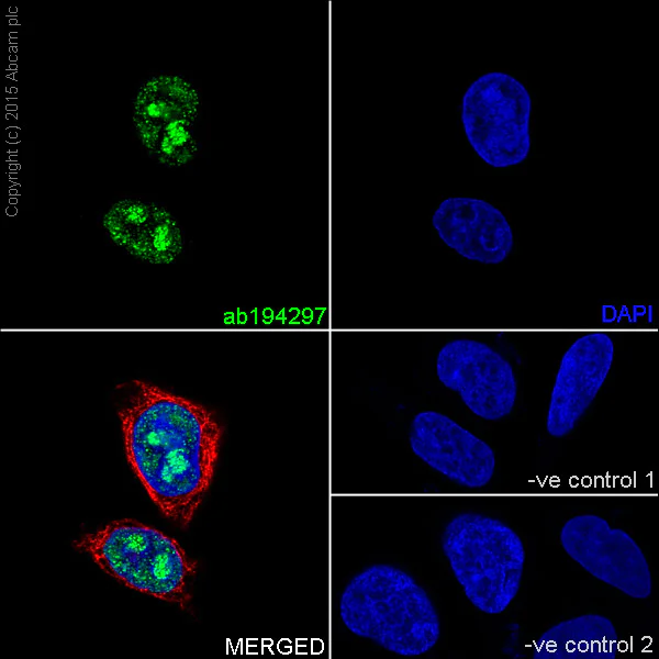 Immunocytochemistry/ Immunofluorescence - Anti-NAT10 antibody [EPR18663] - BSA and Azide free (AB251186)