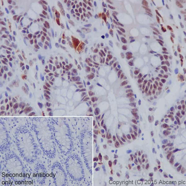Immunohistochemistry (Formalin/PFA-fixed paraffin-embedded sections) - Anti-NAT10 antibody [EPR18663] - BSA and Azide free (AB251186)