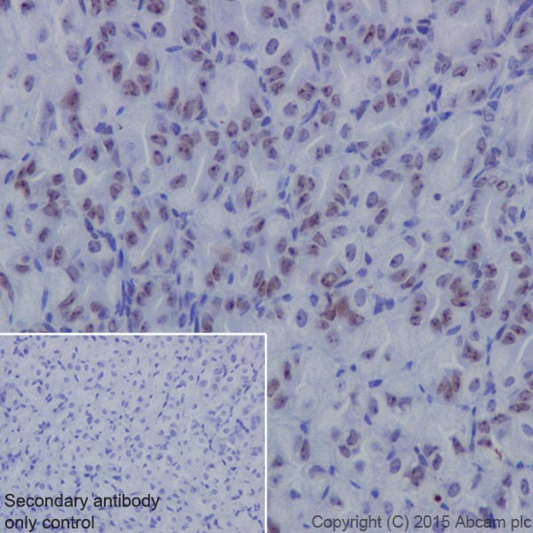 Immunohistochemistry (Formalin/PFA-fixed paraffin-embedded sections) - Anti-NAT10 antibody [EPR18663] - BSA and Azide free (ab251186), expandable thumbnail