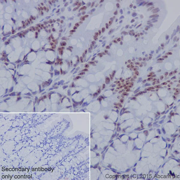 Immunohistochemistry (Formalin/PFA-fixed paraffin-embedded sections) - Anti-NAT10 antibody [EPR18663] - BSA and Azide free (AB251186)