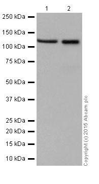 Western blot - Anti-NAT10 antibody [EPR18663] - BSA and Azide free (AB251186), expandable thumbnail