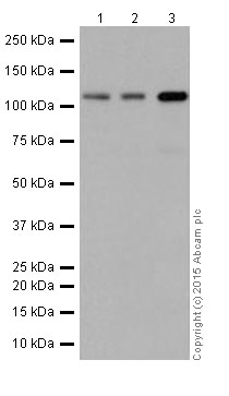 Western blot - Anti-NAT10 antibody [EPR18663] - BSA and Azide free (AB251186), expandable thumbnail