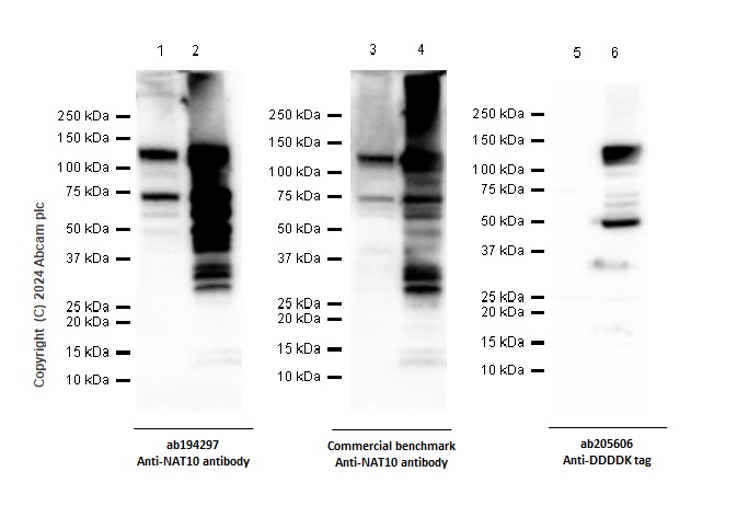 Western blot - Anti-NAT10 antibody [EPR18663] - BSA and Azide free (ab251186), expandable thumbnail