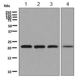 Western blot - Anti-NAT14 antibody [EPR9376] - BSA and Azide free (AB248820)