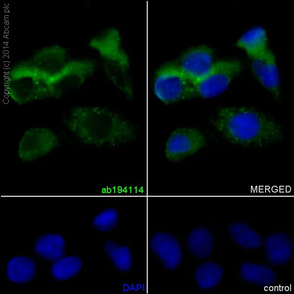 Immunocytochemistry/ Immunofluorescence - Anti-NAT2/AT-2 antibody [EPR15856] - BSA and Azide free (AB251180)