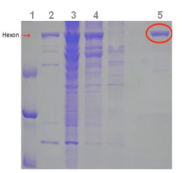 SDS-PAGE - Native Adenovirus Type 5 hexon protein (AB123995)