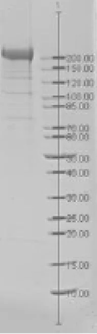 SDS-PAGE - Native Bordetella pertussis Filamentous Hemagglutinin protein (AB274654)